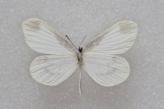 Leptidea amurensis