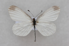 Leptidea amurensis