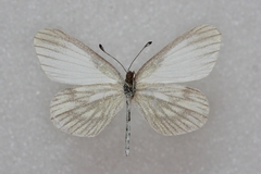 Leptidea amurensis