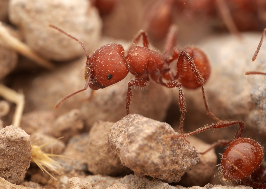 Pogonomyrmex tenuispinus