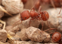 Pogonomyrmex tenuispinus