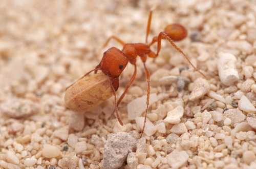 California harvester ant