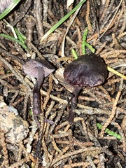 Pseudobaeospora deckeri