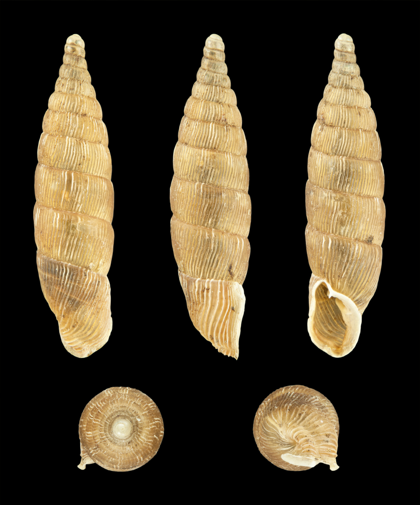 Alinda biplicata biplicata