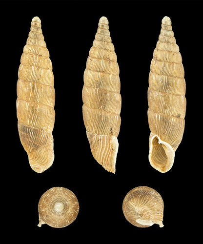 Two lipped door snail