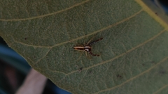 Epocilla