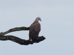 Haliaeetus ichthyaetus