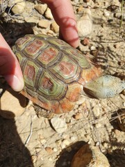 Homopus areolatus