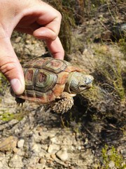 Homopus areolatus