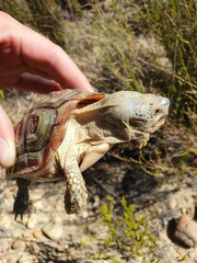 Homopus areolatus