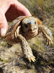 Homopus areolatus
