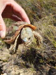Homopus areolatus