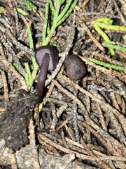 Pseudobaeospora deckeri