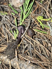 Pseudobaeospora deckeri