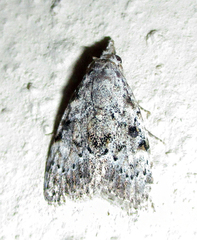 Nola phaeocraspis
