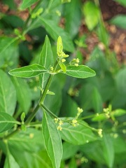 Rhinacanthus nasutus
