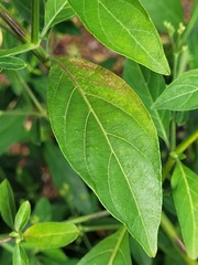 Rhinacanthus nasutus