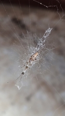 Zosis geniculata