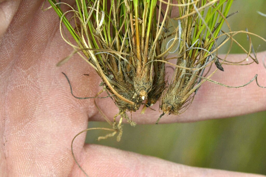 Tetraria pygmaea