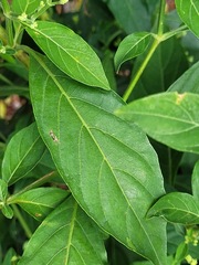 Rhinacanthus nasutus