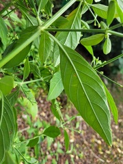 Rhinacanthus nasutus