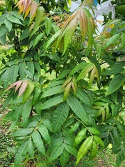 Toona sinensis