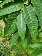 Toona sinensis
