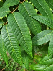Toona sinensis