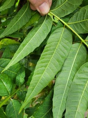 Toona sinensis