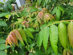 Toona sinensis