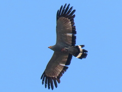 Polyboroides typus typus