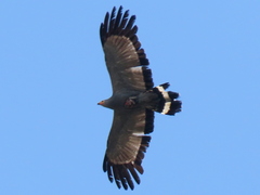 Polyboroides typus typus