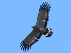 Polyboroides typus typus