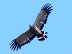 Polyboroides typus typus