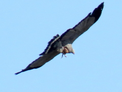 Polyboroides typus typus