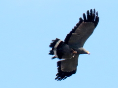 Polyboroides typus typus