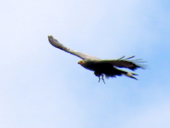 Polyboroides typus typus