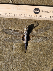 Tramea loewii