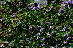 Cymbalaria muralis