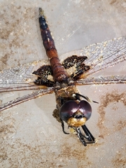 Tramea loewii