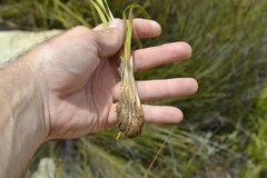 Bobartia gladiata