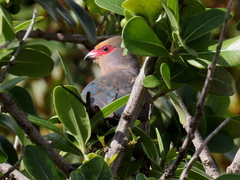 Urocolius indicus indicus