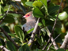 Urocolius indicus indicus