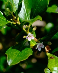 Myoporum laetum