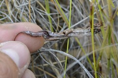 Eriospermum lanceifolium