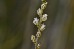 Eriospermum lanceifolium