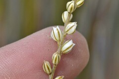 Eriospermum lanceifolium