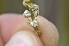 Eriospermum lanceifolium