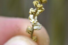 Eriospermum lanceifolium