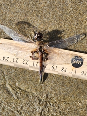 Tramea loewii